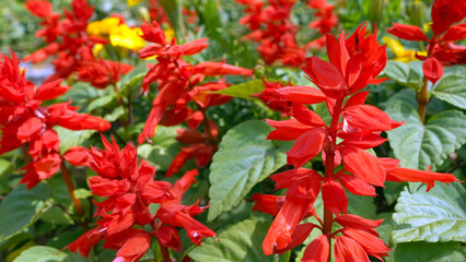 Salvia Splendens , The Beautiful Red Flowering Perennial