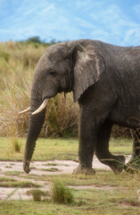 Obraz premium Eléphant d'Afrique, Loxodonta africana,. Parc national de la Rwindi, République Démocratique du Congo