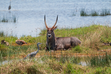 Waterbuck Resting by the Shore with Birds at Lake Nakuru National Park, Kenya