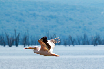 Great White Pelican in Flight over Lake Nakuru, Kenya
