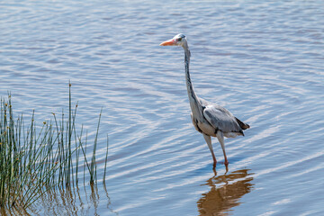 Grey Heron Wading in Shallow Waters at Lake Nakuru, Kenya