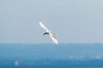 Flying Gull over Lake Nakuru in Kenya's National Park