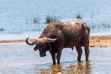 Obraz premium Cape Buffalo Standing in Water at Lake Nakuru, Kenya