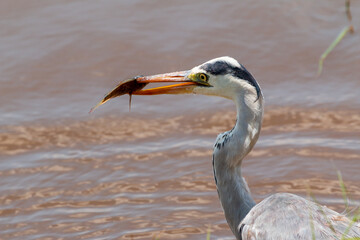 Close-Up of a Grey Heron Catching Fish at Lake Nakuru, Kenya