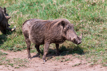 Warthog Standing on Grassland at Lake Nakuru National Park, Kenya, Resembling Pumba