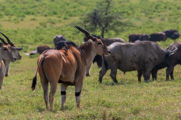 Fototapeta premium Eland Antelope with Red-Billed Oxpecker on Its Back in a Herd with African Buffalos at Lake Nakuru National Park, Kenya