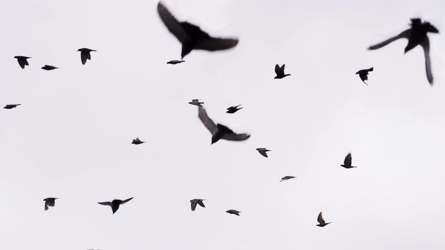 Flock of Birds on White. A flock of birds against the sky. Slow Motion