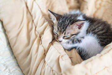 Adorable Sleeping Kitten on Beige Blanket