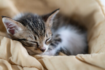 Adorable Sleeping Kitten on Beige Blanket