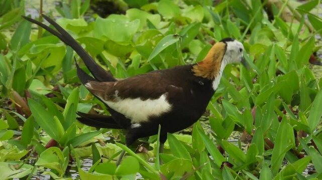 Pheasant-tailed jacana