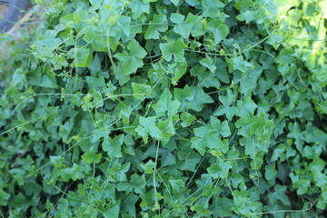 Hedera helix vine leafs in sunlight,Spring Time Ivy