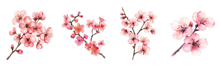 Fototapeta premium Watercolor sakura set. 