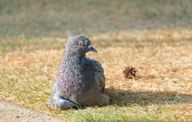 wet pigeon lying in the meadow after a bath