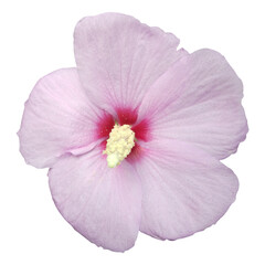 pink hibiscus flower image