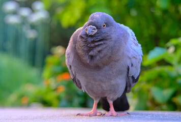 pigeon with injured beak standing around