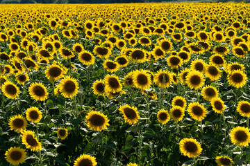 Sunflower field is seen. The common sunflower (Helianthus annuus) is a species of large annual forb...