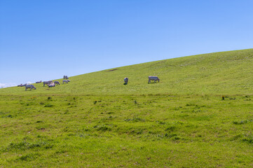 Cows graze on a green hillside under a clear sky. The animals are scattered across the pasture, with some standing and others lying down, creating a peaceful rural scene.