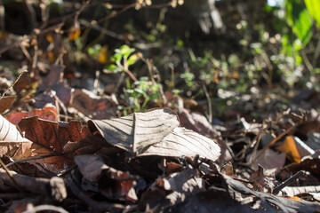 dry leaves fell to the ground
