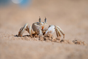 Ocypode saratan during the day on a sandy beach, bringing sand out of its hiding place. The coast of the Red Sea.