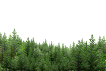 a set of woodland trees and shrubs, tall pine trees, green shrubs, 