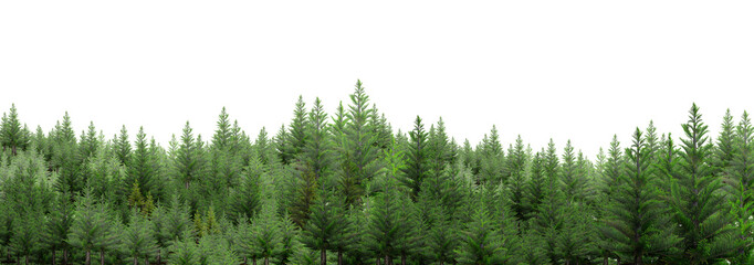 a set of woodland trees and shrubs, tall pine trees, green shrubs,  © Saharattaphum