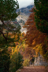 Autumn forest path leading to a mountain view with vibrant fall colors