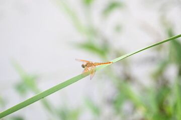Dragonfly sitting on green leaves. Dragonfly macro view.  Amazing closeup of Dragonfly resting on the green plant in the natural environment. 