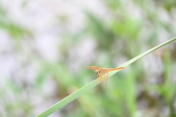 Dragonfly sitting on green leaves. Dragonfly macro view.  Amazing closeup of Dragonfly resting on the green plant in the natural environment. 