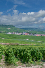 Obraz premium view to Wine Village of Oger in Champagne region close to Eperna