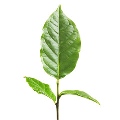 Young plant growing up with green leaves on a white background