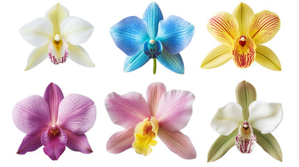 Composite of Six Vibrant Orchid Varieties on Transparent Background