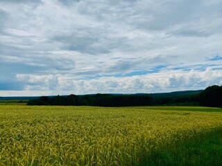 Yellow Wheat Field under a cloudy sky