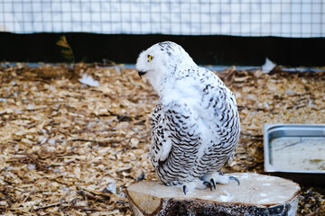 White snowy owl looking side sits in enclosure at zoo. Nocturnal bird of prey close-up. Wild animal. Lively facial expressions. Wise concept. High quality