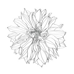 Sketch Floral Dahlia flower. Black and white with line art on white backgrounds. Hand Drawn Botanical Illustrations.