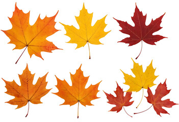 Colorful autumn maple leaves in shades of red, orange, and yellow, isolated on a white background. Perfect for fall-themed designs, nature projects, or educational materials.