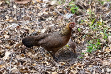 Wild chicken in the garden. A Hen jungle fowl and her chicks scratch for food in a pile of dry leaves in the park of Thailand.