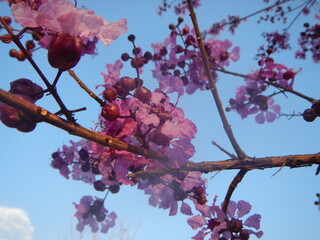Photograph showing a close-up of a cluster of pink flowers against a blue sky