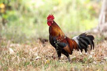 Wild chicken in the garden. Rooster red jungle fowl on the grass in the park of Thailand.