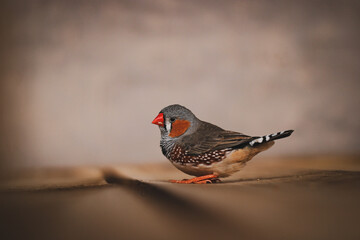 Australian zebra finch sitting close up (Taeniopygia castanotis)