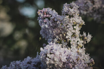 romantic branch of lilac flowers in bloom during spring