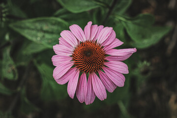 Fototapeta premium pink coneflower, echinacea flower in bloom close up