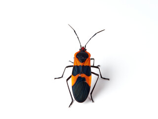 Large milkweed bug in a white background. Oncopeltus fasciatus
