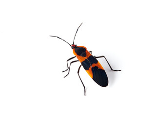 Large milkweed bug in a white background. Oncopeltus fasciatus