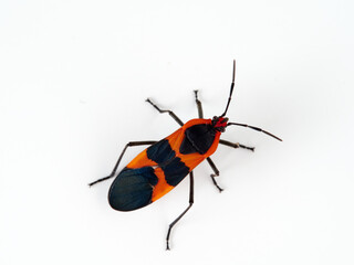 Large milkweed bug in a white background. Oncopeltus fasciatus