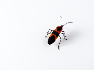 Large milkweed bug in a white background. Oncopeltus fasciatus