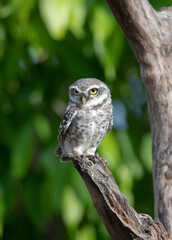 Spotted Owlet, Athene brama standing in hollow tree nest in forest park, Owl with yellow big eyes, white eyebrows and neck-band, beautiful green leaves foreground