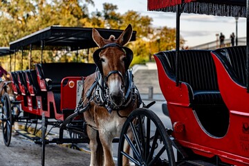 Horse and Carriage in New Orleans, LA