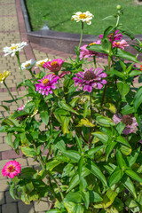 Zinnia flower. Flowerbed in the garden bush