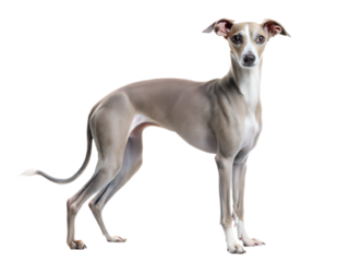 Italian Greyhound dog standing and looking at camera isolated on white background