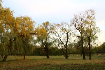 Obraz premium A group of trees in a field
